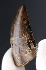 ティラノサウルス、化石の通販・販売｜厳選した本物のティラノサウルス