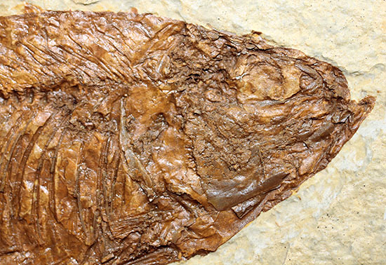 欠けのない全景！保存状態抜群のナイティアが中央に鎮座しています