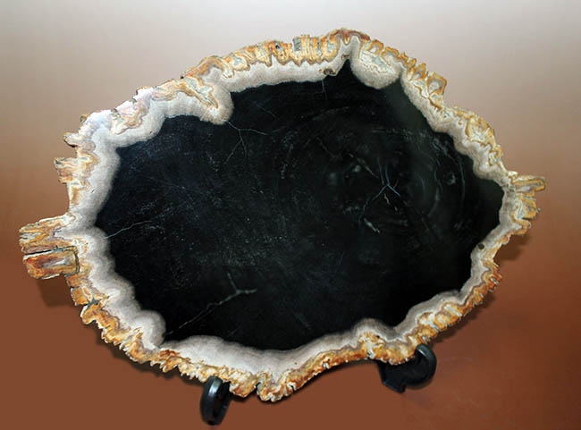 吸い込まれそうな深い深いマットブラック。芸術品の域、珪化木