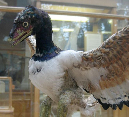 一品限り！始祖鳥（Archaeopteryx lithographica）のレプリカ標本