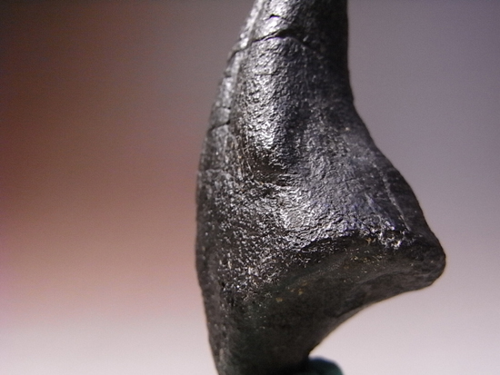 アロサウルスのフットクロウ 恐竜 販売