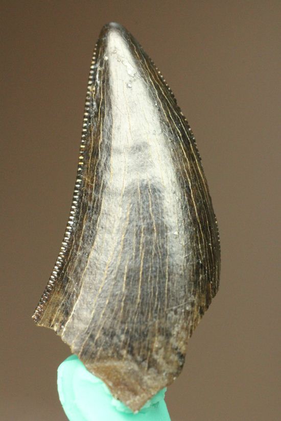 1体から2本しかとれない！希少！！ドロマエオサウルスのfang tooth