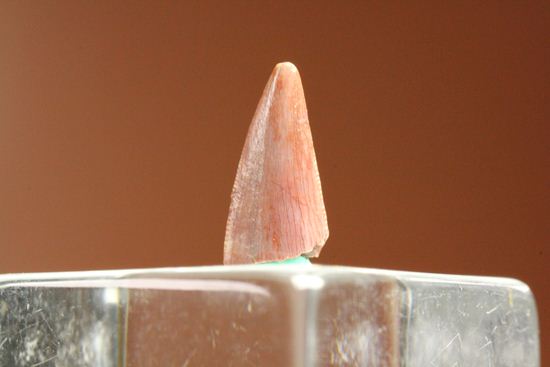 恐竜の歯コレクターなら押さえておきたい！恐竜大繁栄の先駆けとなった