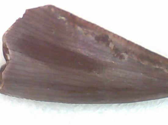 恐竜の歯コレクターなら押さえておきたい！恐竜大繁栄の先駆けとなった