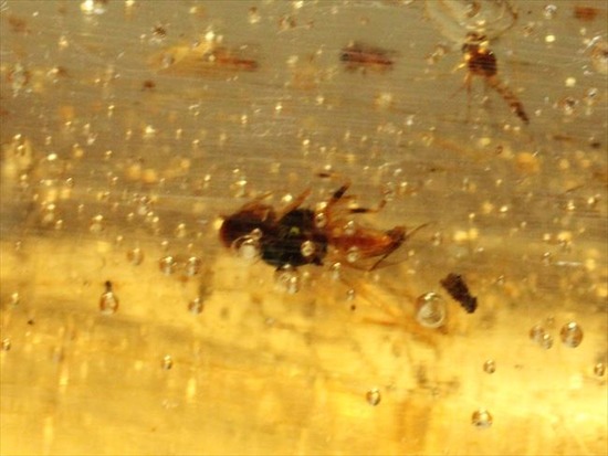 100万年前の樹液が虫を絡め取りつつ化石になりました（虫入りコーパル