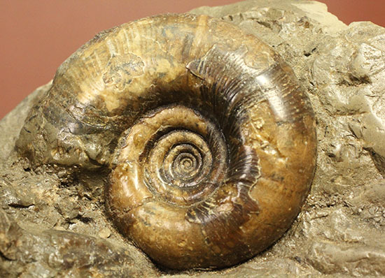 異常巻きと平巻きが同居した北海道産アンモナイトの立体標本