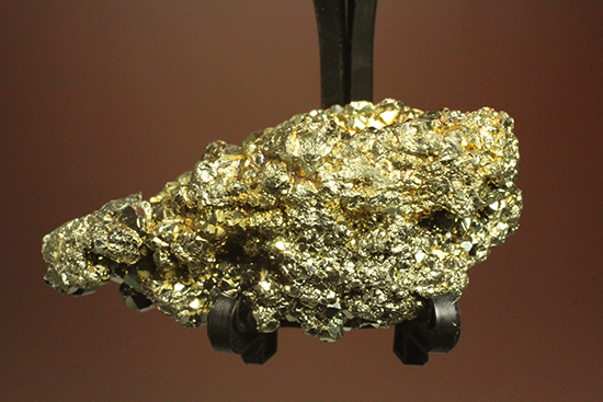 鉱物黄鉄鉱（パイライト）/新生代第四紀（260万年前 -- 現在） 化石