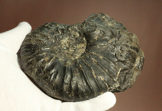 白亜紀の淡路島南淡町産アンモナイトパキディスカス(Pachydiscus