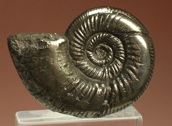 真鍮色に輝くパイライトアンモナイト、イギリスオックスフォード産