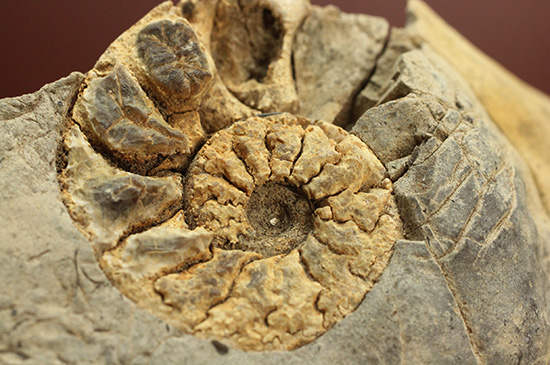 鑑賞ポイント多数！！二本木認定コレクション。アンモナイトテトラゴニ