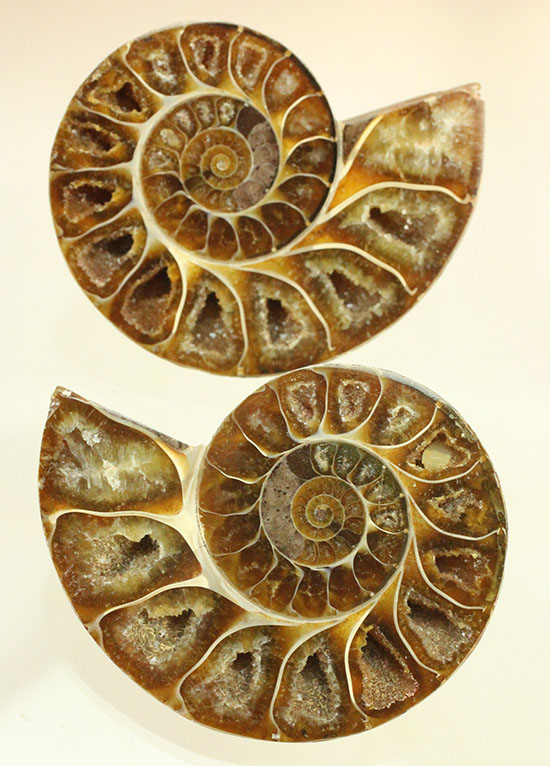 飴色が透き通る！中身が見事に方解石化した、アンモナイトハーフカット