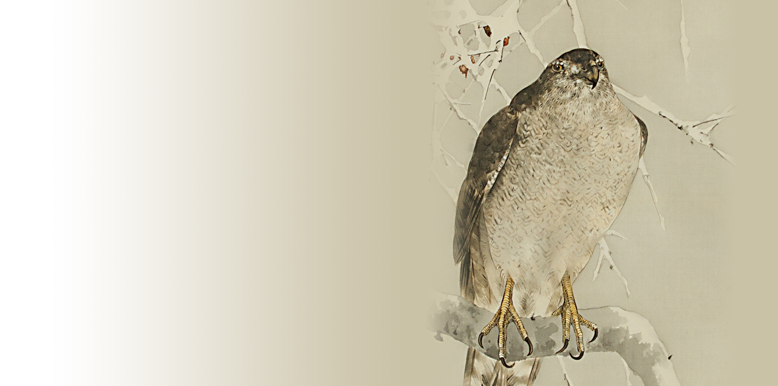 様式の呪縛：鷹 – 加島美術