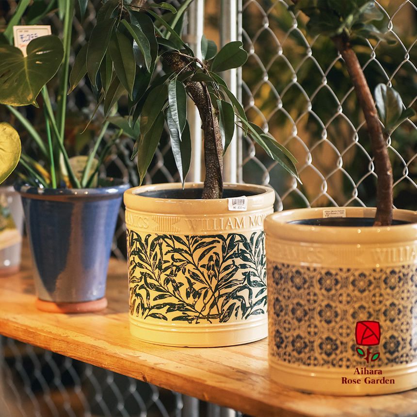 相原バラ園 / ウィリアムモリス シリンダータイプ（ウィロー）M