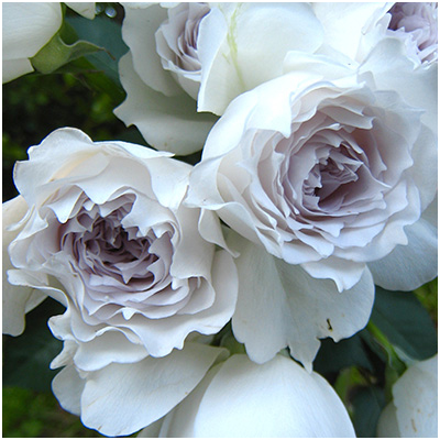 相原バラ園 / ガブリエル（河本バラ園）【冬苗】