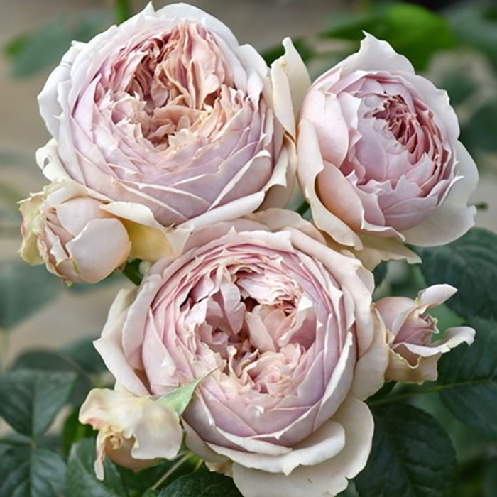 相原バラ園 / ＊ルクソール（ロサ・オリエンティスP）【冬苗】