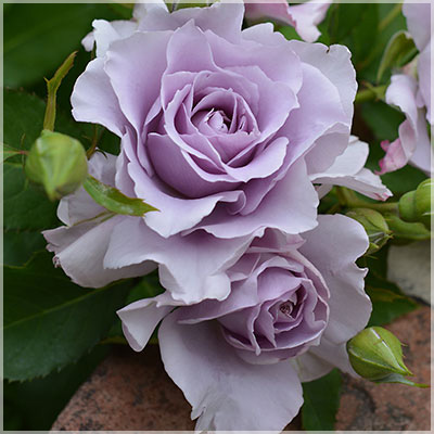 相原バラ園 / ＊ソウ（爽）（河本バラ園）【冬苗】