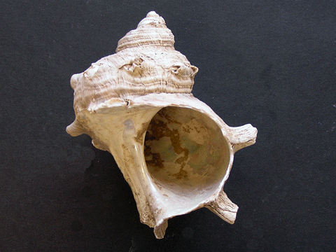 ノート035遺跡から出土する外海・岩礁性の貝類【考古】／市原歴史博物館