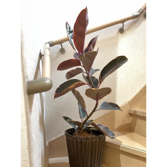 フィカスルビー 曲がり 7号 イナガーデン｜空間を彩る観葉植物や草花