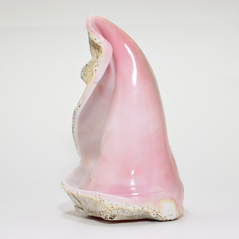 クィーンコンクシェル（コンク貝置物） - 埼玉県吉川市の天然石専門店