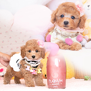 弊社から2頭目のプードルちゃんをお迎えいただいた長島さまからのお