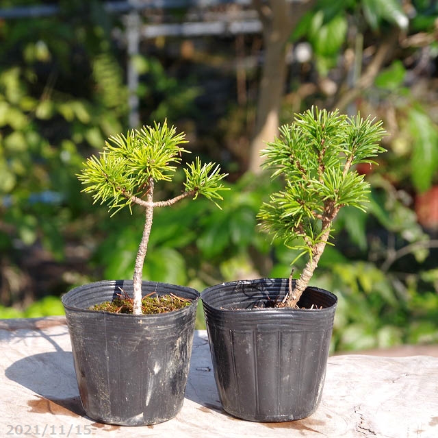 山野草の石田精華園 / アヅマゴヨウマツ （吾妻五葉松） 2.5号(7.5cm