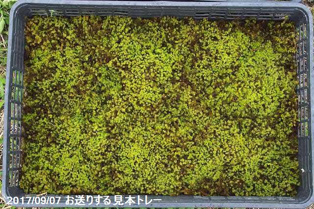 山野草の石田精華園 / 【京の苔】スナゴケ 大トレー (サイズ:59cm×39cm