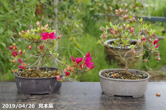 山野草の石田精華園 / 春の花木 ミヤマキリシマツツジ 紅小町 4.5号