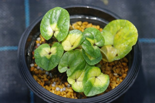 山野草の石田精華園 / カンアオイ販売(寒葵)