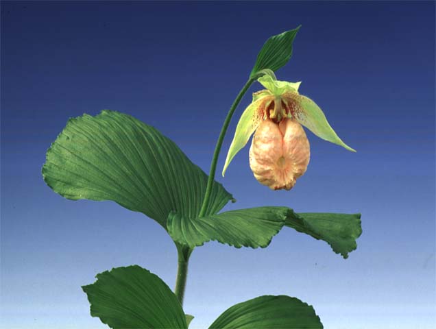 山野草の石田精華園 / クマガイソウ