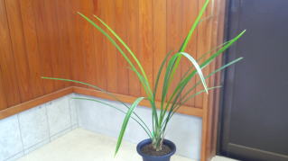 寒蘭 商品紹介1