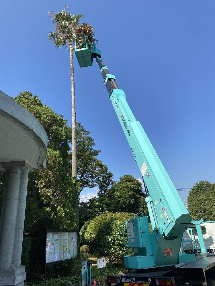 ワシントンヤシを剪定しました！|｜ブログ|山手西洋館公式サイト｜公益