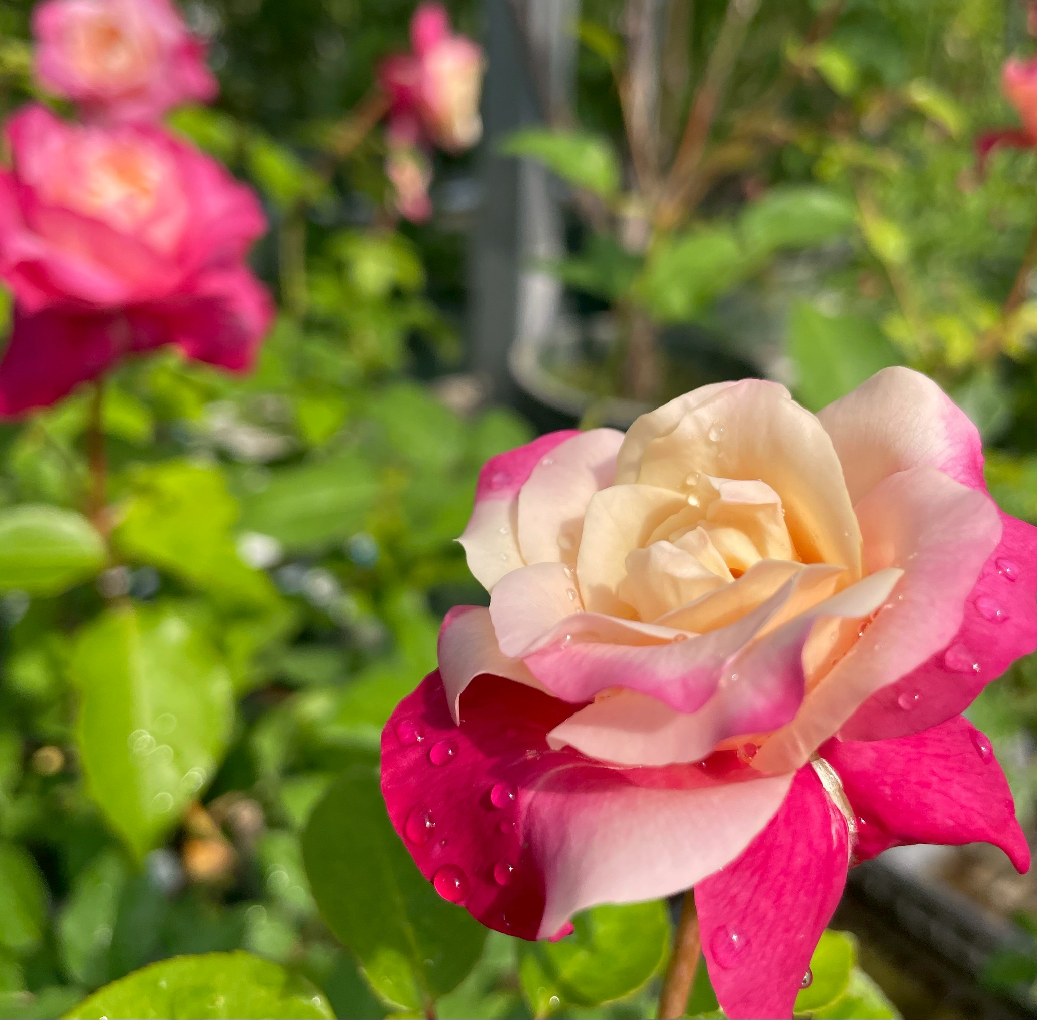 Rose Rose様専用 丸」切り花品種バラ苗 Rome♡ Rose Rose様専用」切り花