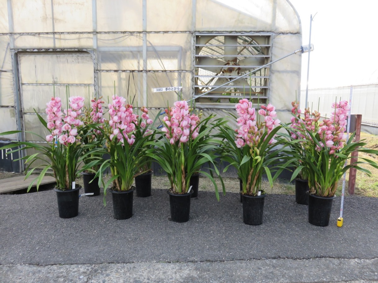 品種登録迅速化総合電子化システム