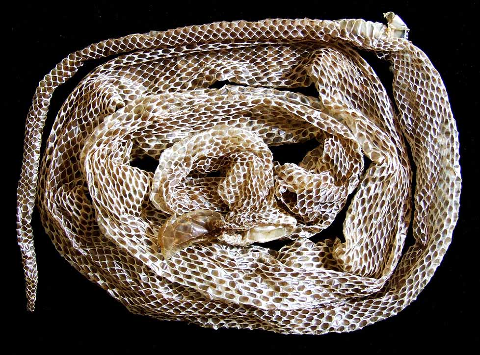 86．アオダイショウの抜け殻