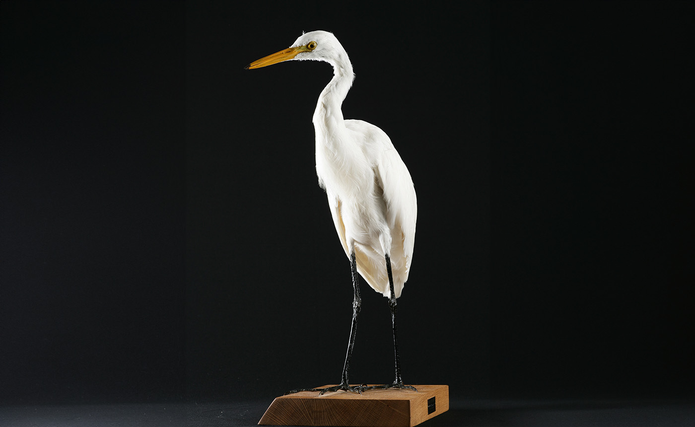 チョウサギ | 【標本ナビ】多様性生物希少標本ネットワーク