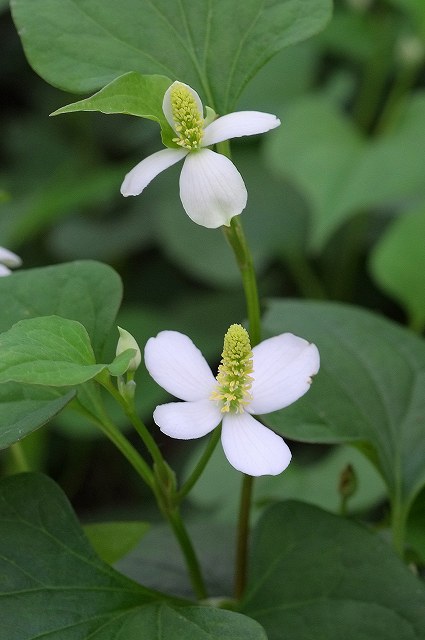 ドクダミ（ドクダミ科）｜素人植物図鑑