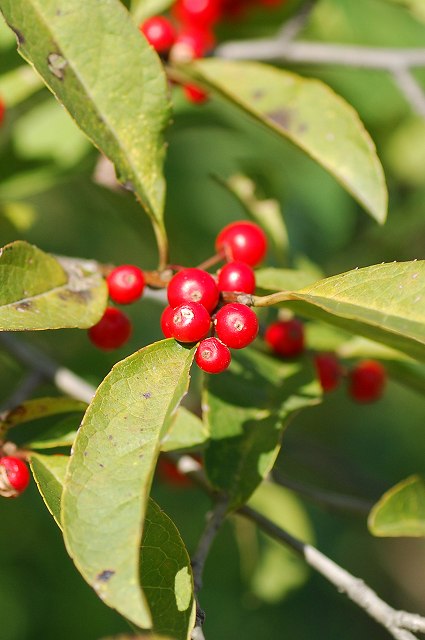 ミヤマウメモドキ（モチノキ科）｜素人植物図鑑