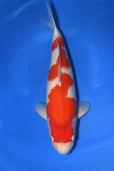 特選錦鯉-K0367 紅白（広島県産） - 錦鯉販売・川崎錦鯉店