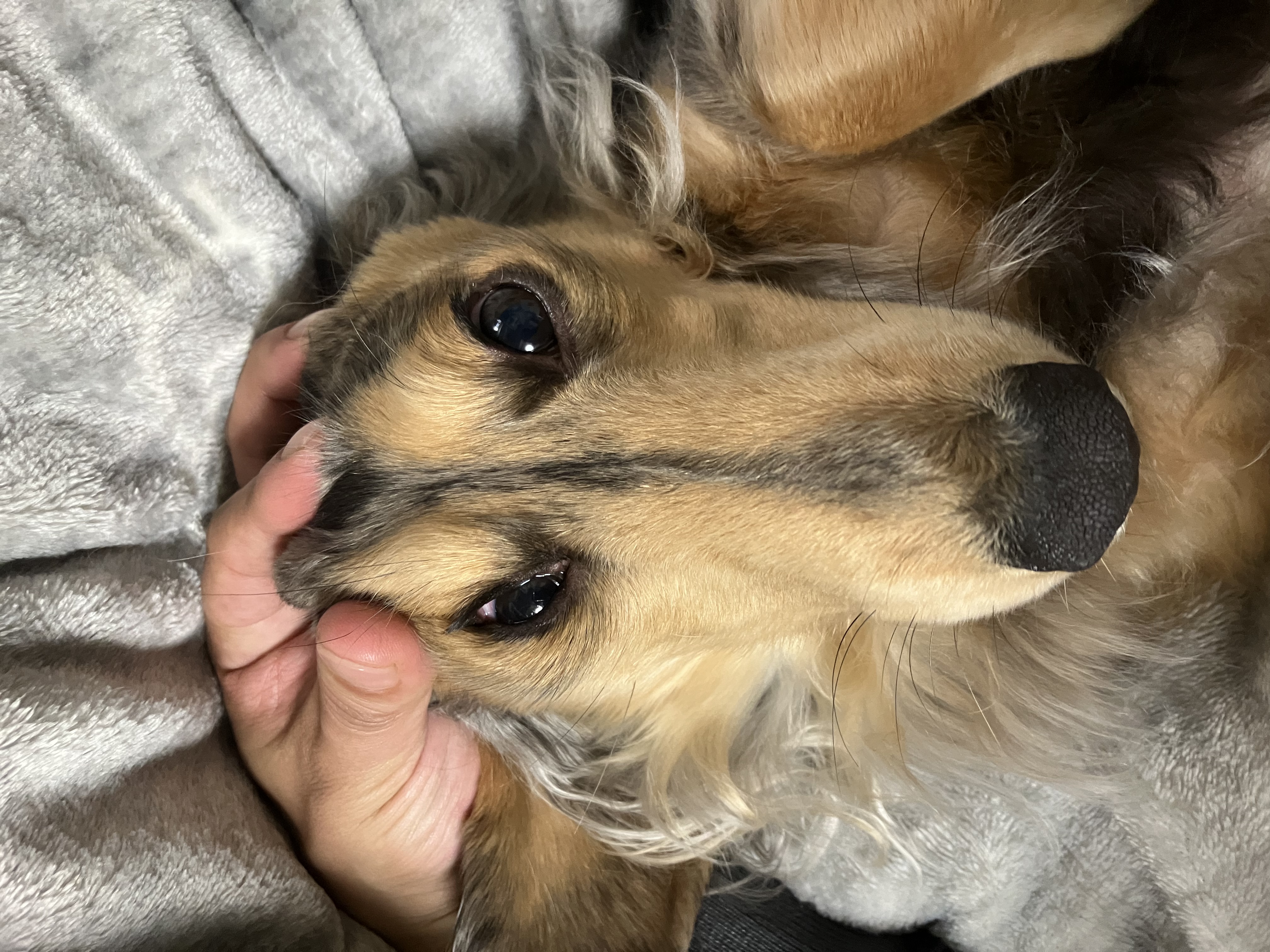 ミニチュア・ダックスフンド｜犬種｜生食フリーズドライのドッグフード