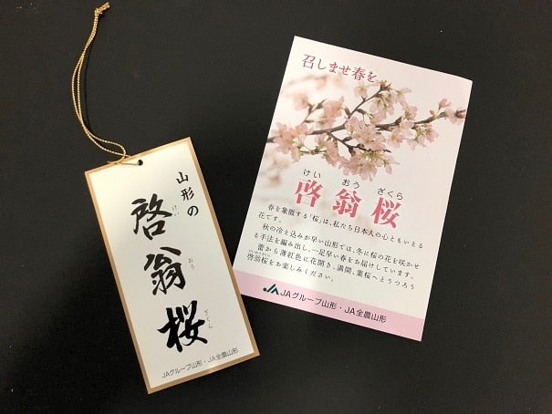 召しませ春を～ 山形の啓翁桜(80cm×10本) 化粧箱: 小さな