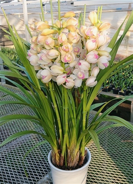 週末特価！2鉢価格！シンビジウム　苗　苗木　4本立ち　洋ラン　蘭　三つ星 週末特価！2鉢価格！シンビジウム 苗 苗木 4本立ち 洋ラン 蘭 三つ星