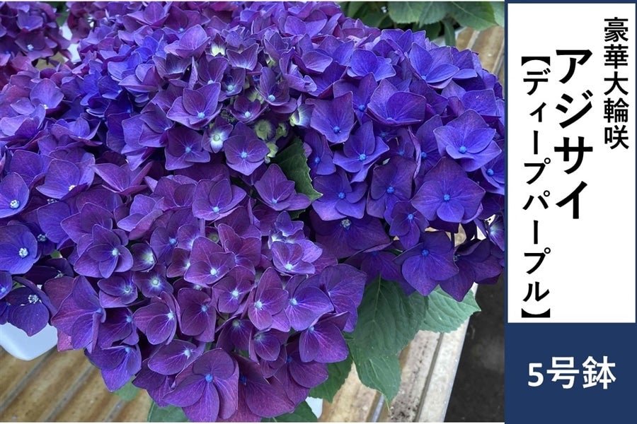 アジサイ【ディープパープル】5号鉢: JA全農かながわ|【JAタウン