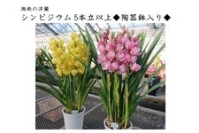 週末特価！2鉢価格！シンビジウム　苗　苗木　4本立ち　洋ラン　蘭　三つ星 週末特価！2鉢価格！シンビジウム 苗 苗木 4本立ち 洋ラン 蘭 三つ星
