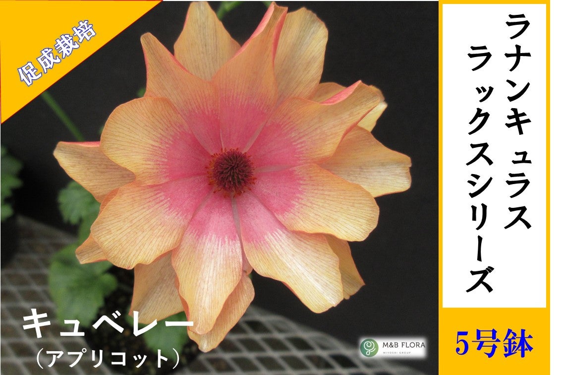 ラナンキュラス ラックスシリーズ【ヘレン】5号鉢（促成栽培）: JA