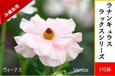 ラナンキュラス ラックスシリーズ【ヴィーナス】5号鉢（冷蔵処理