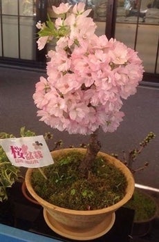 期間限定！】 旭山桜 (4号鉢) 桜盆栽: あいちゴコロ|【JAタウン