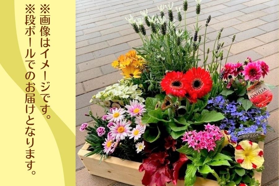 生産農場直送！季節の花苗セット: 正直やまぐち|【JAタウン】産地