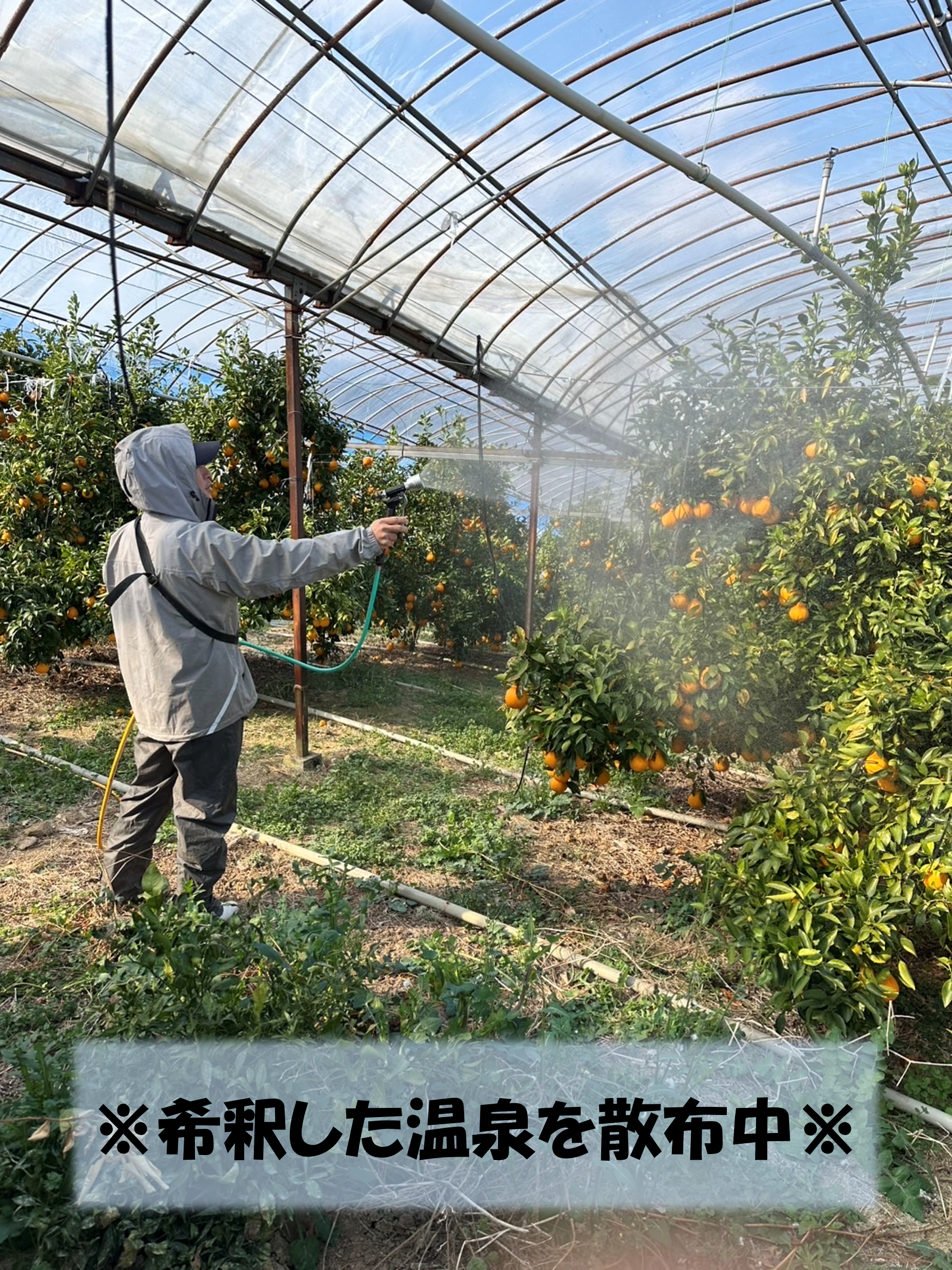 おおいた温泉みかん～葉付きデコポン約3㎏（化粧箱）: まるっと完食