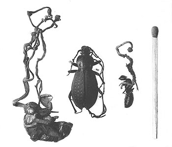 虫を食べるはなし 第12回の付図 -- 公益社団法人農林水産・食品産業