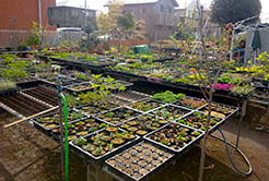 山野草 茶花】谷合園芸｜店舗一覧｜JA東京むさし